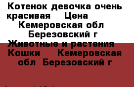 Котенок девочка очень красивая  › Цена ­ 1 000 - Кемеровская обл., Березовский г. Животные и растения » Кошки   . Кемеровская обл.,Березовский г.
